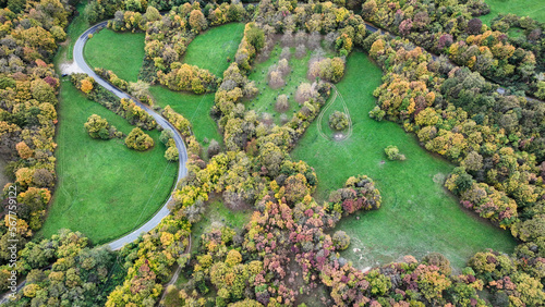 aerial view of forest