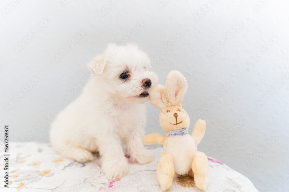 a cute little dog Bichon maltes with white fluffy fur poses funny on a light background next to a toy hare,selective focus on the eyes and face a cute little dog Bichon maltes with white fluffy fur poses funny on a light background next to a toy hare,selective focus on the eyes and face