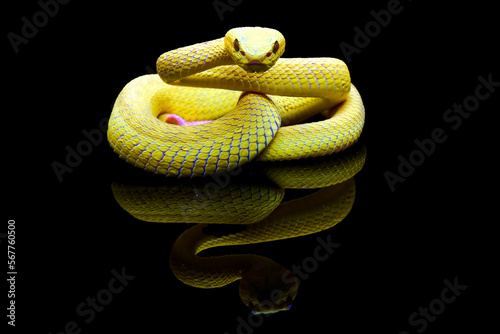 Close-up of a yellow white-lipped pit viper on a black background