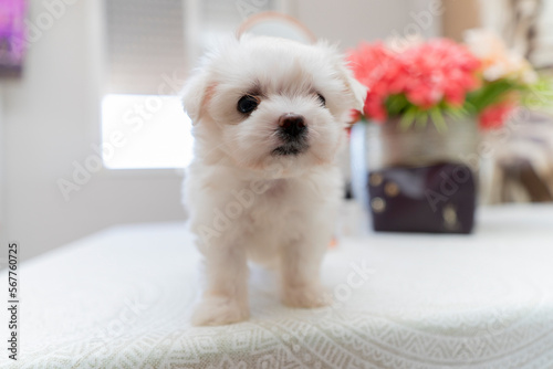a cute little dog Bichon maltes with white fluffy fur poses funny on a light backgrounda ,selective focus on the face and eyes