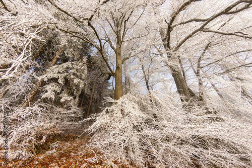 Close-up of frozen trees in a winter forest, Berikon, Bremgarten, Aargau, Switzerland photo