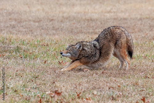 A Coyote Stretches in a Prairie