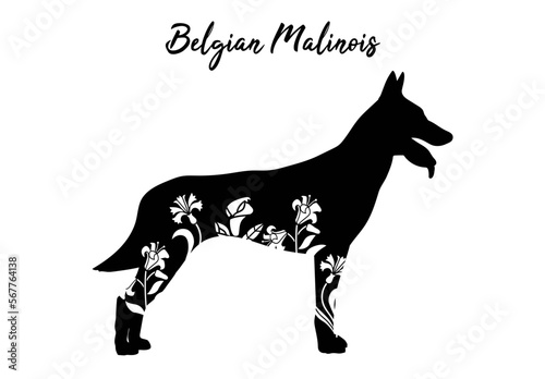 Belgian Malinois with floral design
