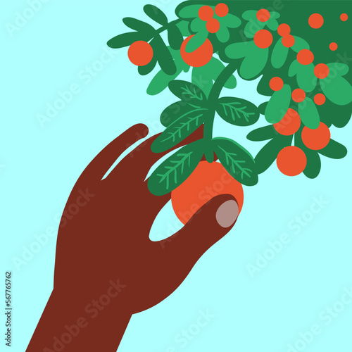 hand picking a tangerine. Harvesting in the tangerine garden. color vector illustration in flat style. illustration for animation.image for website, app, print. 