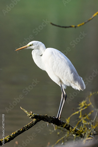 Vertical portrait of a Great White Egret (Ardea Alba) in front of a lake. Heron in natural habitat.