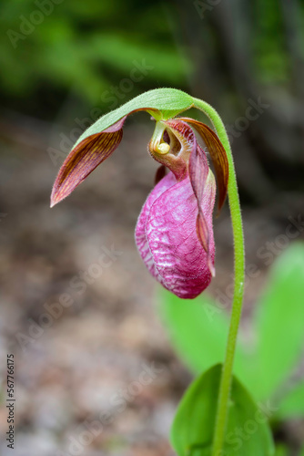 A wild Lady s Slipper plant growing in the forests of Prince Edward Island  Canada.