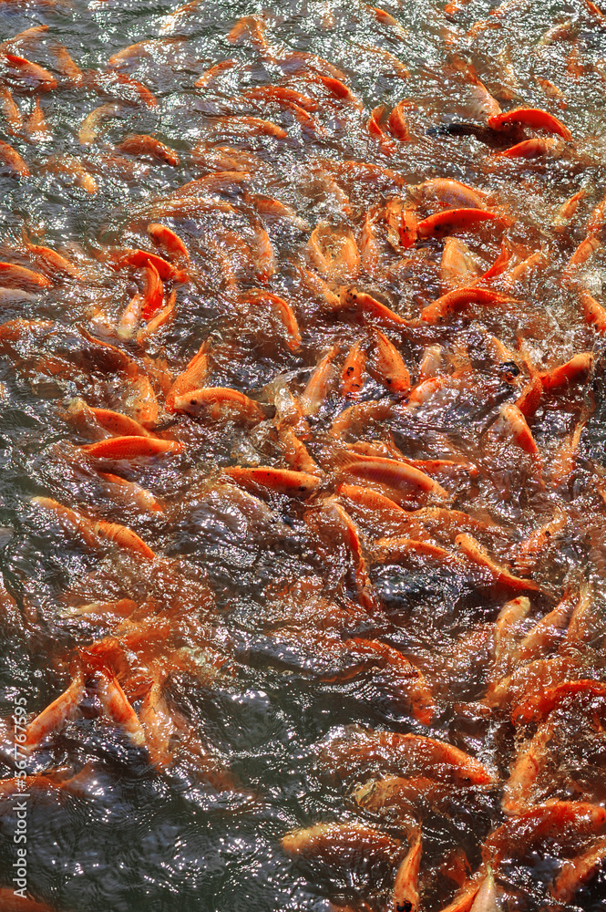 lots of asian golden fish in the pond