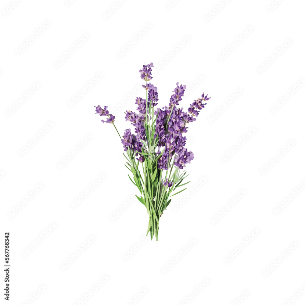Water Colour Lavender Flower Design. Water Colour Lavender Flower Design.