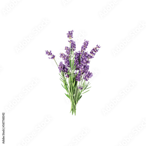 Water Colour Lavender Flower Design.