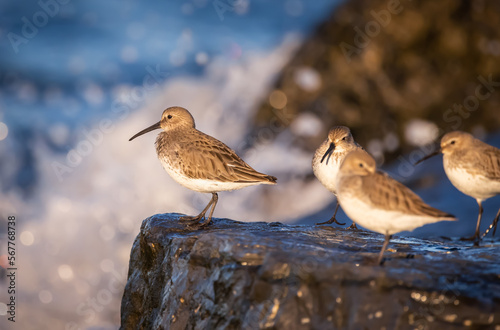 Dunlin birds on a rock © Edward