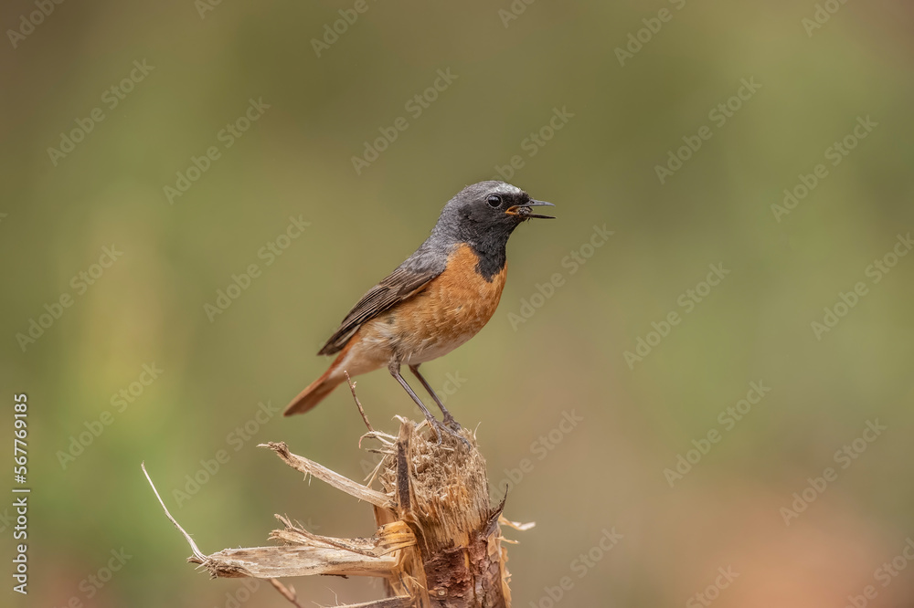 redstart, phoenicurus phoenicurus, male, perched on the branch of a tree in a forest in the summer in the uk redstart, phoenicurus phoenicurus, male, perched on the branch of a tree in a forest in the summer in the uk