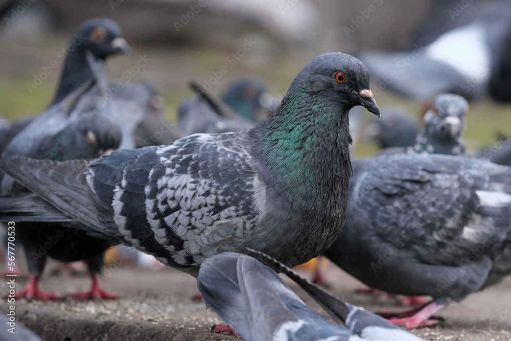 Fototapeta premium City pigeons close-up