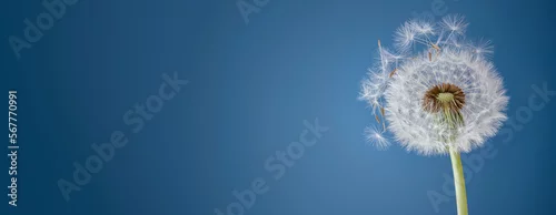 Panel kuchenny z motywem Dandelion clock pollen allergy background