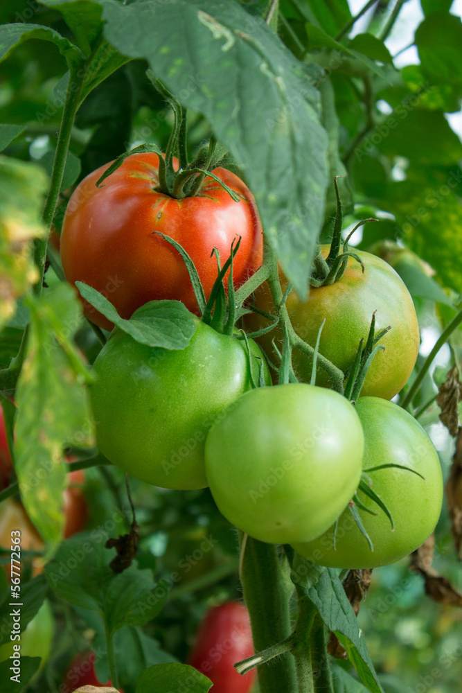 ripe and unripe green and red tomatoes in organic garden on a blurred background of greenery. Eco-friendly natural products, rich fruit harvest. Close up macro.  Selective focus
