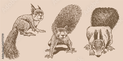 Graphical vintage set of squirrels ,rodents. Vector illustration of forest animal