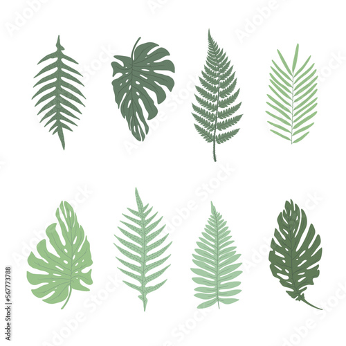 Set of exotic tropical leaves Fern, palm, monstera