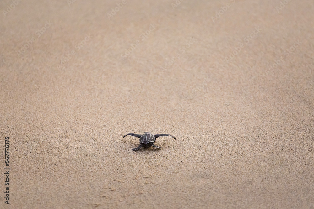 Releasing baby turtles on Mexico beach