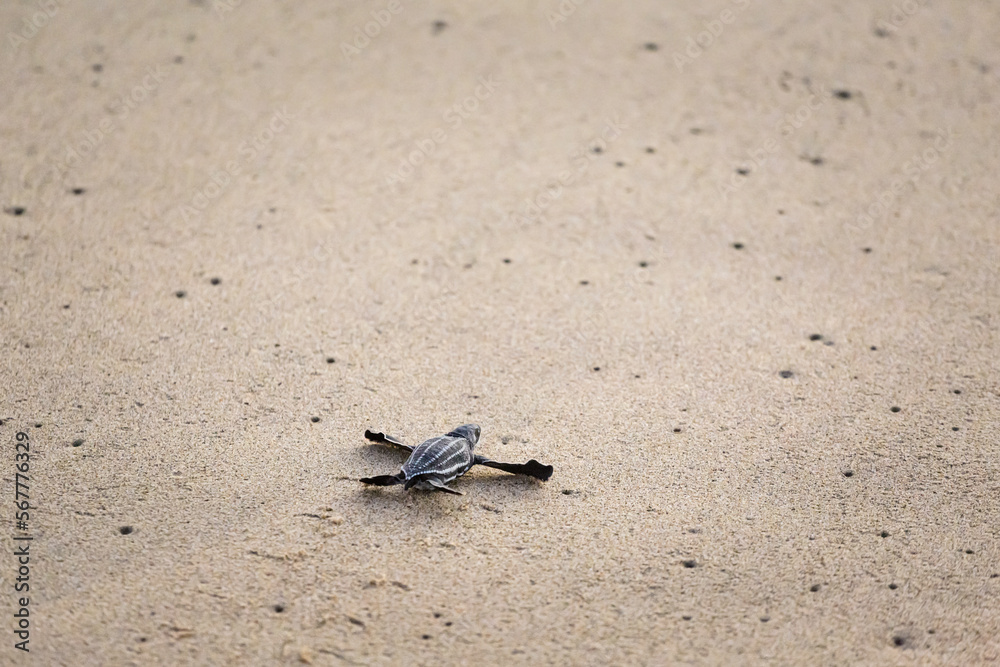 Releasing baby turtles on Mexico beach
