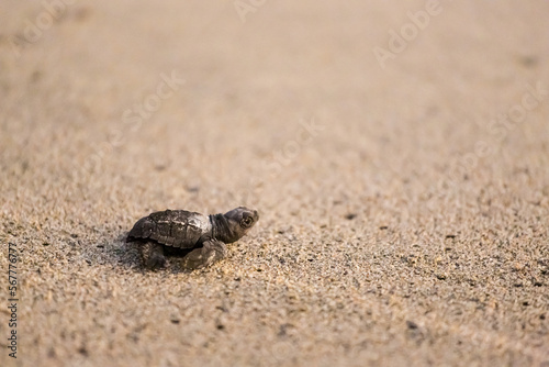 Releasing baby turtles on Mexico beach © sitriel