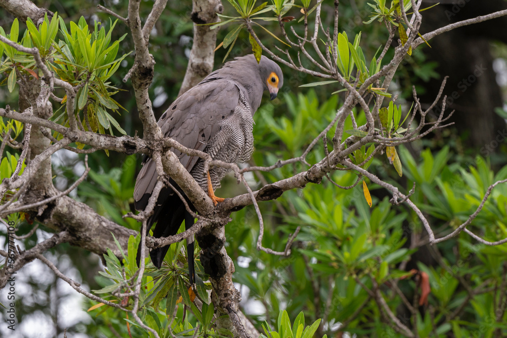 Fototapeta premium Gymnogène d'Afrique,.Polyboroides typus, African Harrier Hawk, Afrique du Sud