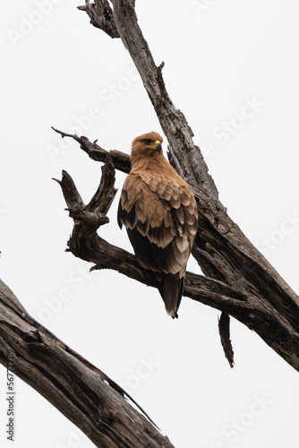 Aigle pomarin,.Clanga pomarina, Lesser Spotted Eagle photo