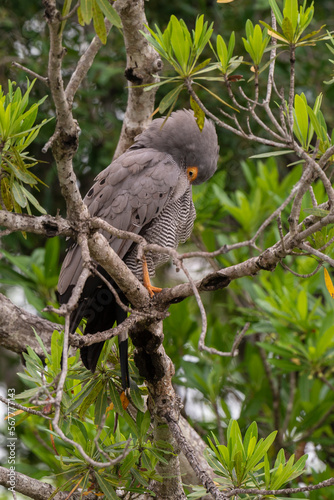 Gymnogène d'Afrique,.Polyboroides typus,  African Harrier Hawk, Afrique du Sud