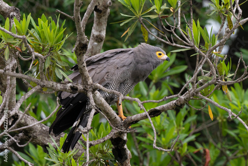 Gymnogène d'Afrique,.Polyboroides typus,  African Harrier Hawk, Afrique du Sud photo