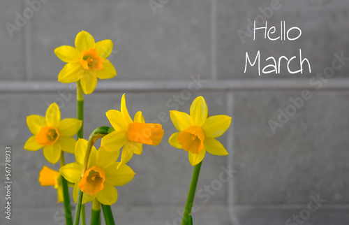 Hello March greeting card with yellow  narcissus first spring flowers in a flowerpot on a gray stone wall background.Springtime concept. photo