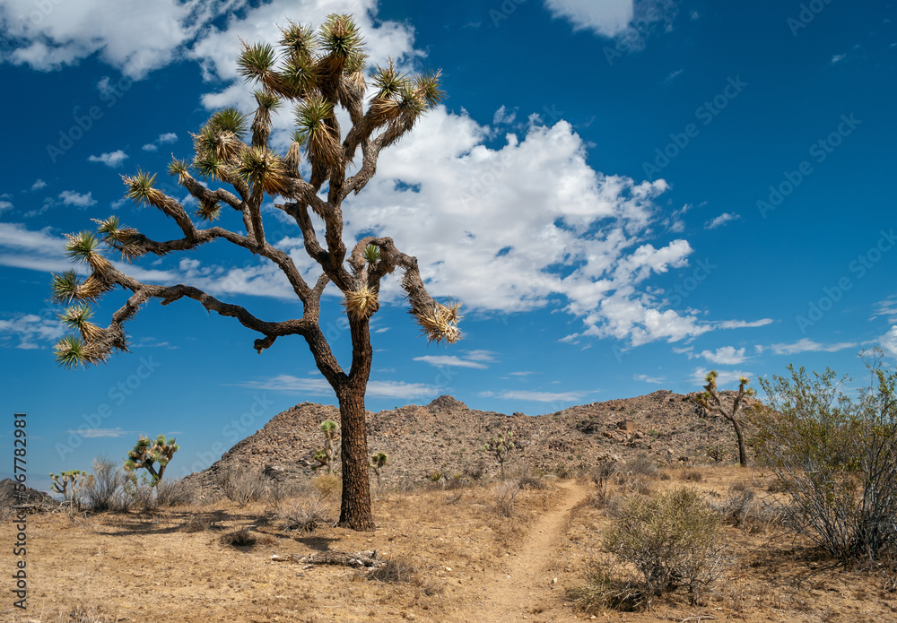 Desert Path