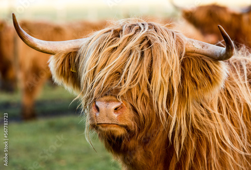 Highland Cows