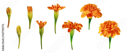 Stages of flower blooming in png. Set of orange marigold flowers. Stages of plant growth and development. Flowering cycle of a flowering plant.