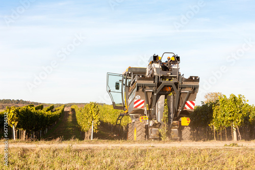 wine harvest in Lower Austria