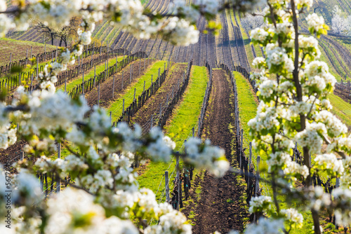 flowering cherry with vineyard near Cejkovice, Southern Moravia, Czech Republic photo