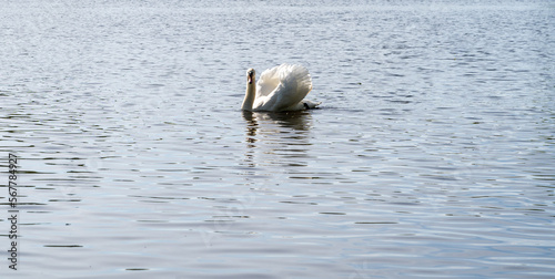 Fototapeta Naklejka Na Ścianę i Meble -  swan on a lake