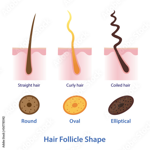 Diagram of hair follicle shape vector illustration isolated on white background.