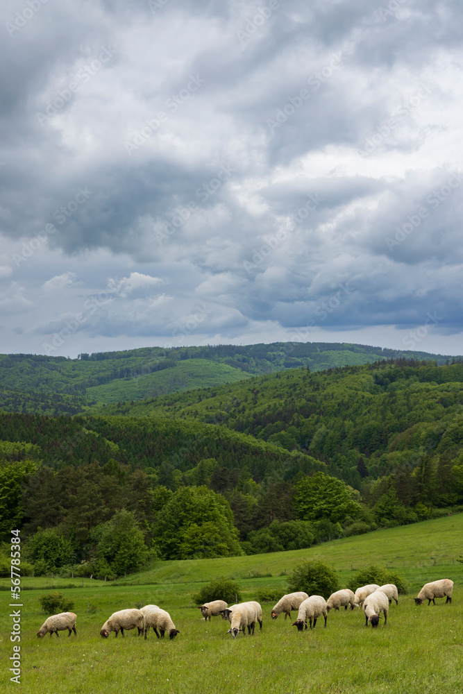 Spring landscape with white sheep in White Carpathians, Czech Republic