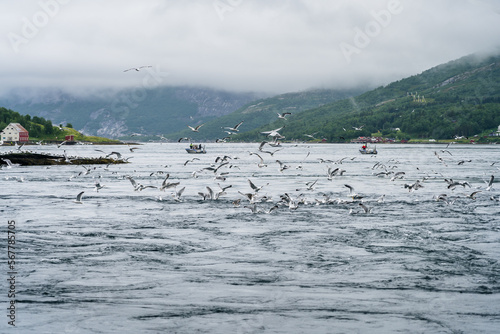 Hundreds of seagulls hunting for fish in strong tidal current in norwegian fjord near Saltstraumen photo