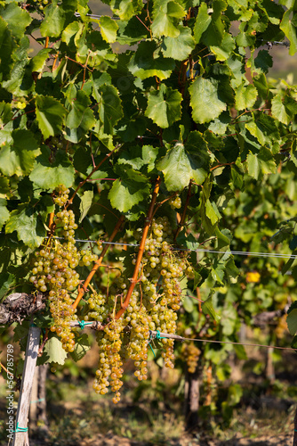 Grapes Harslevelu in Tokaj region, Unesco site, Great Plain, Hungary