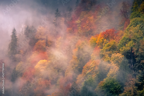 Colorful misty Autumn in Bavarian Forest at evening  Berchtesgaden  Germany