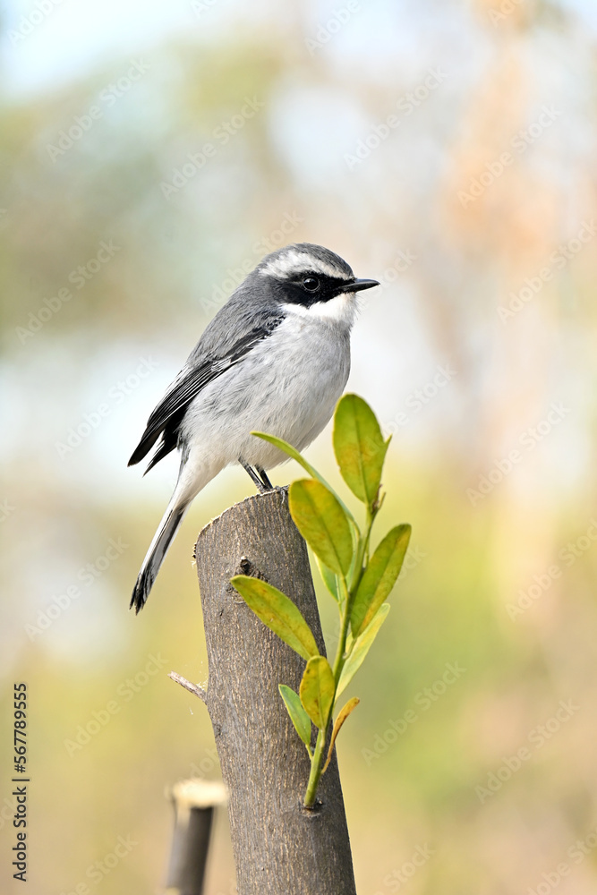 Obraz premium closeup the small grey white wagtail birds sitting and holding on orange tree branch soft focus natural green brown background.