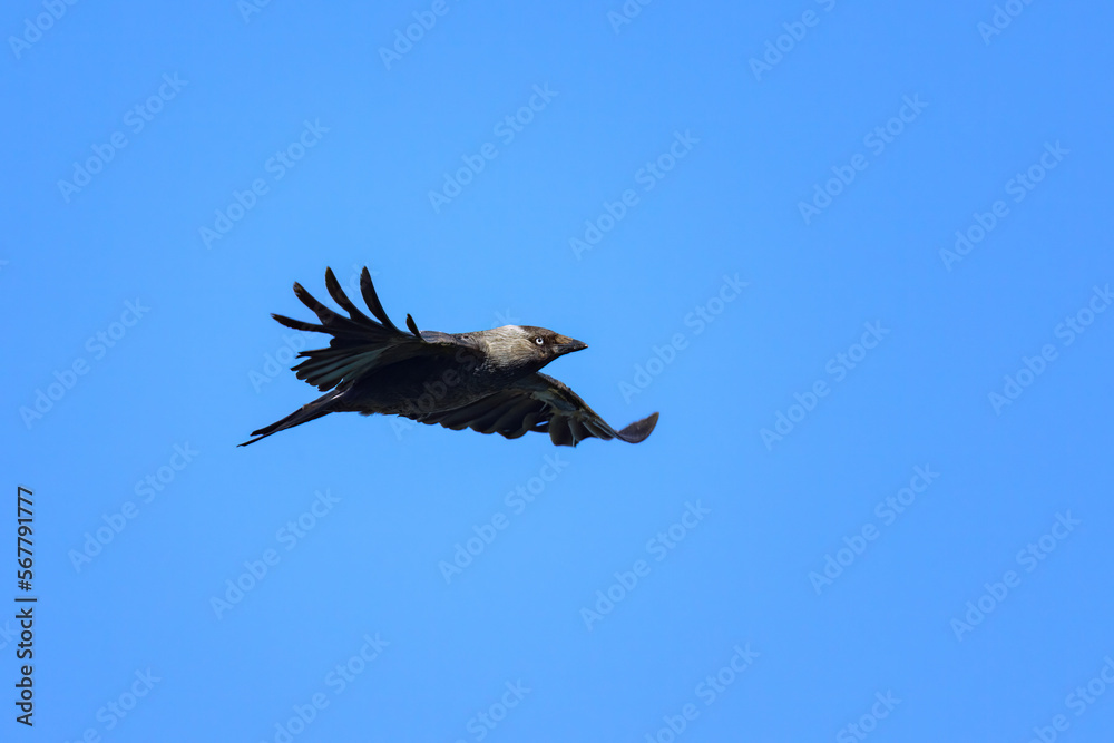 Fototapeta premium A Western Jackdaw in flight blue sky