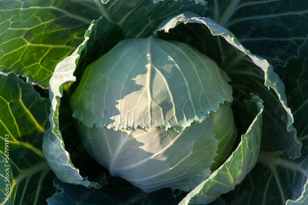 Obraz premium Fresh cabbage close-up. A green vegetable grows in the garden.