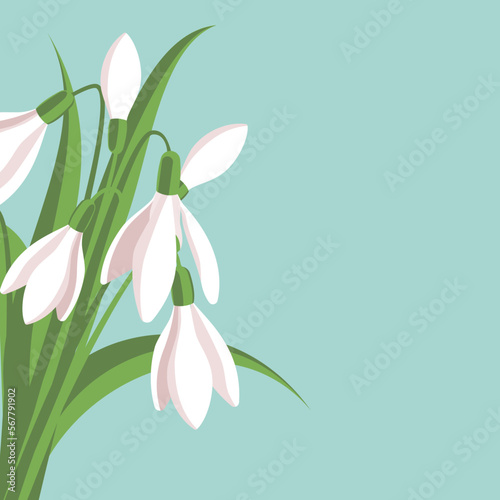 Snowdrops, winter white flowers, early spring, blue background