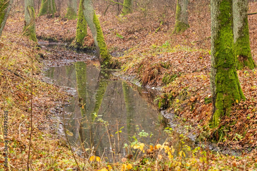 A stream among grasses and trees on a gloomy autumn day. Autumn. A stream among grasses and trees on a gloomy autumn day. Autumn.