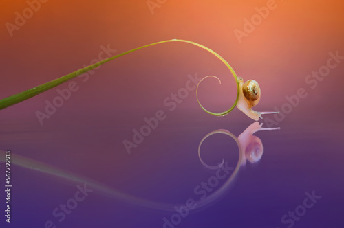 Close-up of a miniature snail on a  spiral tendril, Indonesia