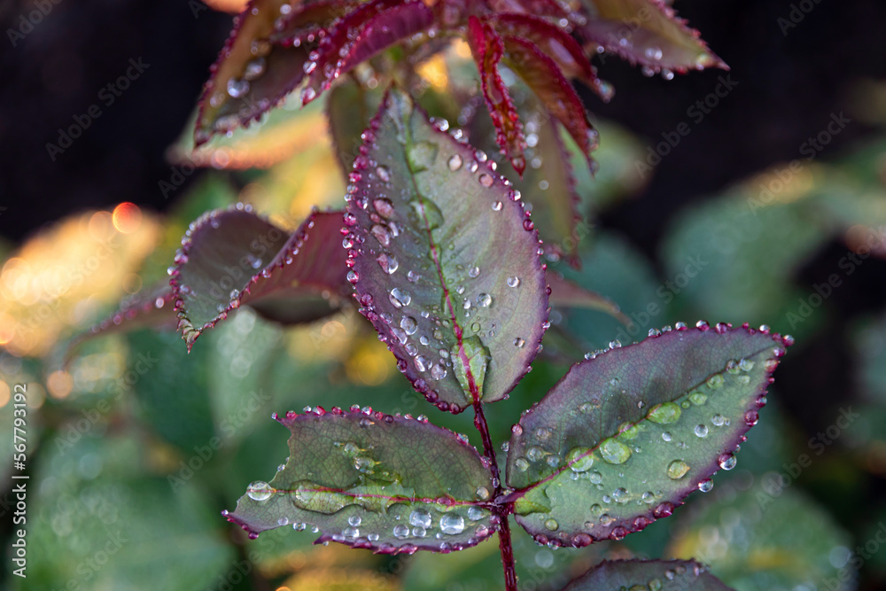 Rose flower leaves with water drops on the leaves Rose flower leaves with water drops on the leaves