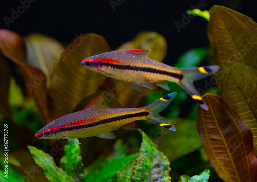 Denison barb (Sahyadria denisonii) isolated on a fish tank. photo