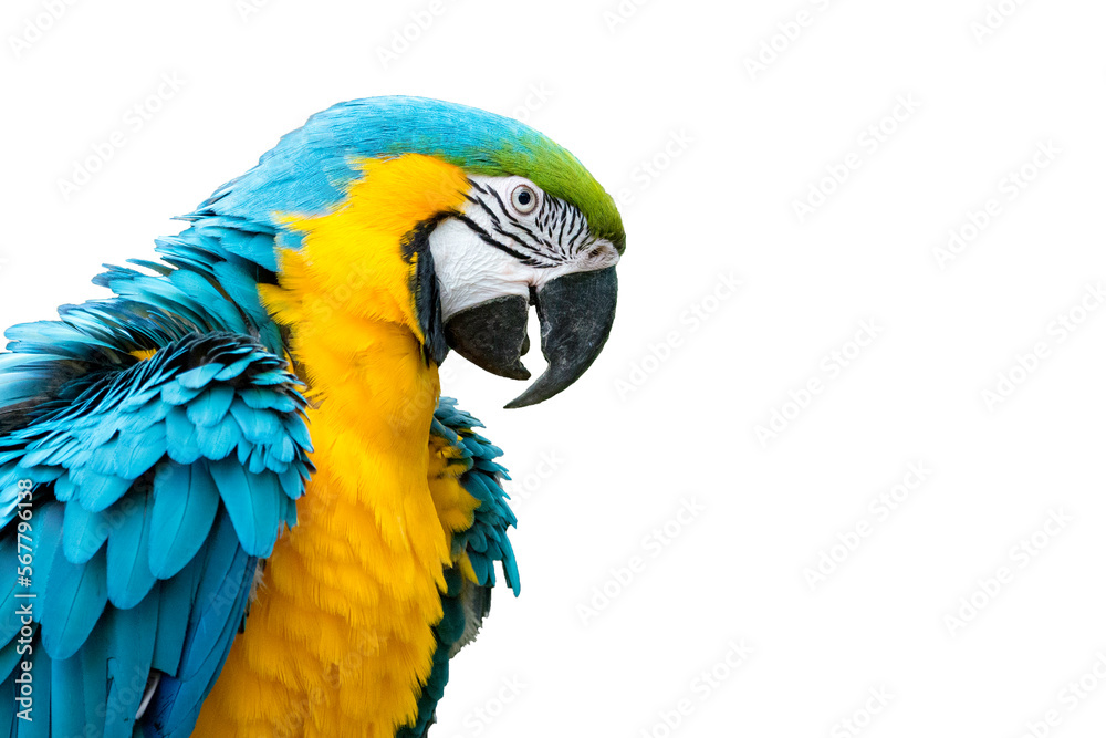 Blue-and-yellow macaw isolated (Ara ararauna)