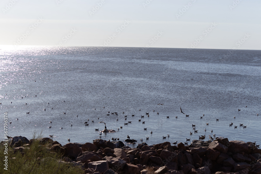 Océano de gaviotas