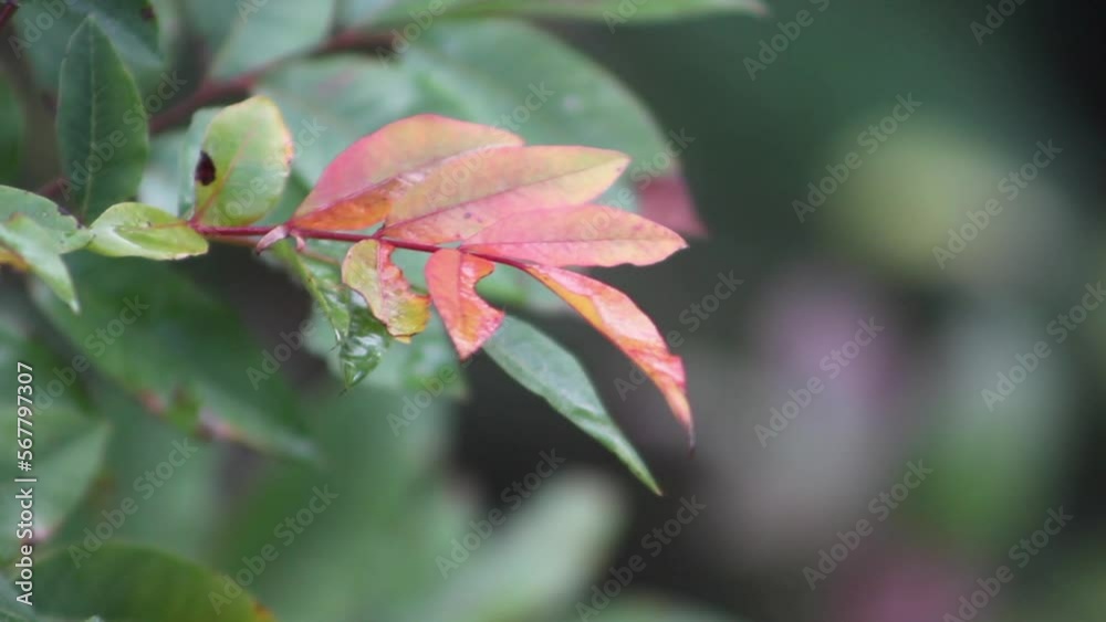 Red and green leaves on branch in autumn. Close up. Selective focus on dry leaves texture. Red and green leaves on branch in autumn. Close up. Selective focus on dry leaves texture.
